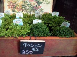 クッションモス